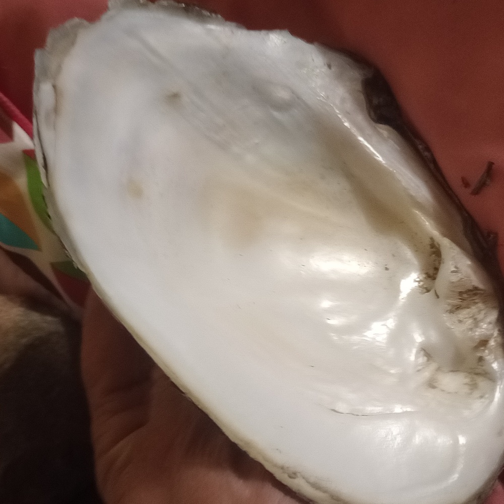 Smudging shell - Picture 2 of 4
